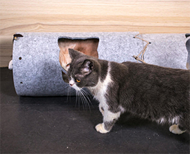 猫隧道：弹性好，抗压能力强，高温环境下环保无异味